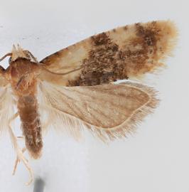  Male. © Loren Jones. Image used with permission.
